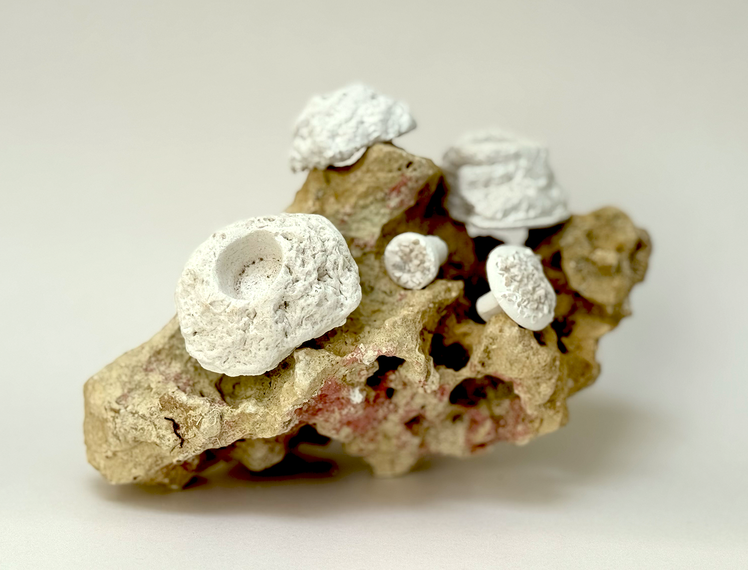 Riffstein mit verschiedenen Ablegersteinen der Marke Korallenwächter