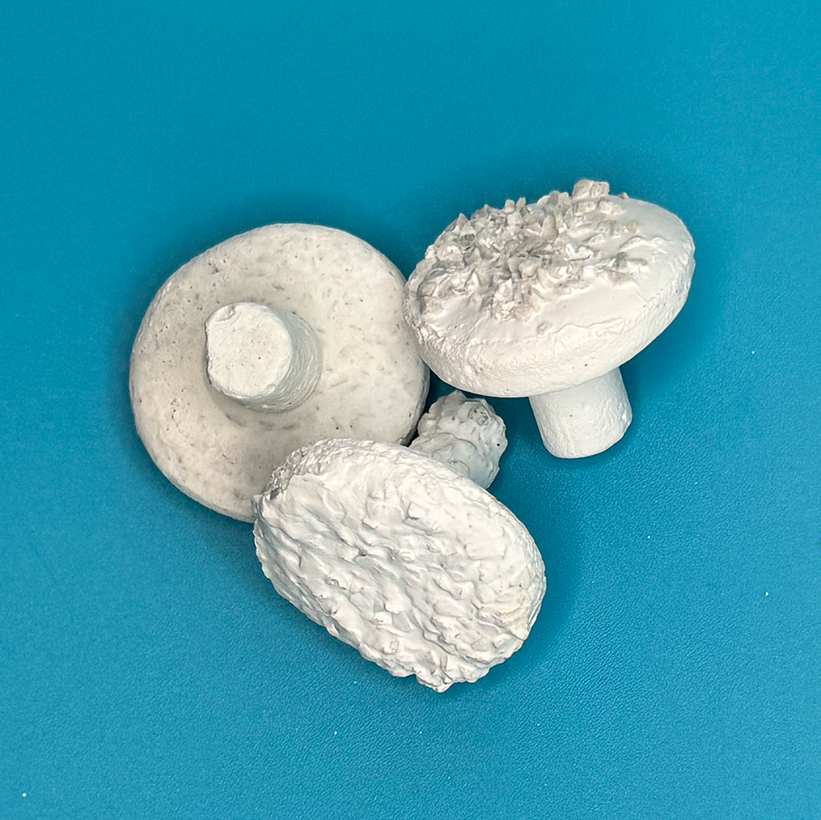 Frag Plugs, Meerwasser, Korallenzucht