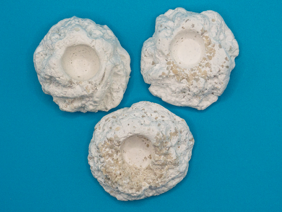 Korallennester - 10 Ablegersteine in Größe M